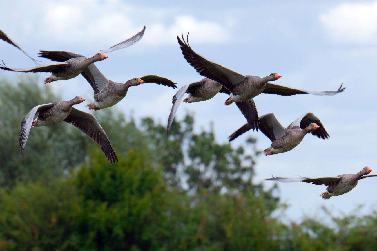 Introduction à l'observation des oiseaux ce printemps