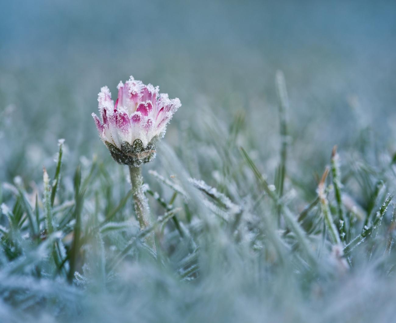 froid